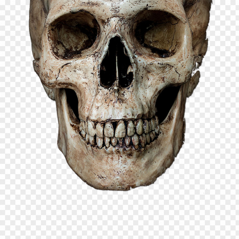 Skeleton Head Skull Stock Photography Royalty-free Human PNG