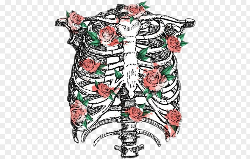 Skeleton Rib Cage Human Anatomy PNG