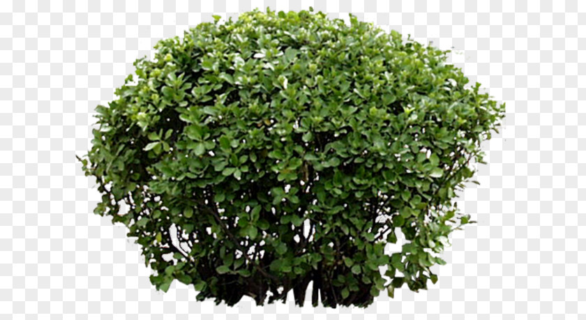 Tree Shrub Garden Plant PNG