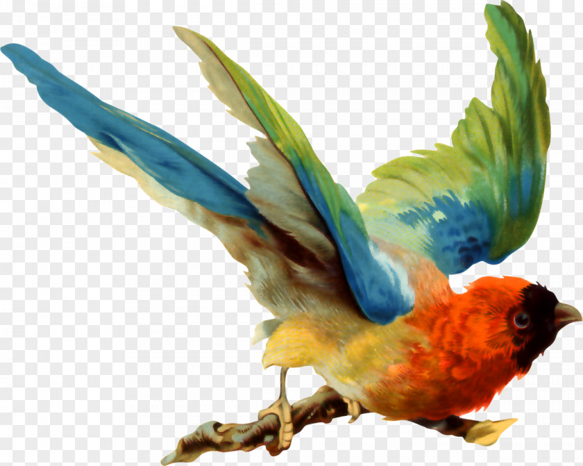 Birds Bird Parrot Drawing PNG