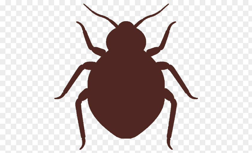 Darkling Beetles Bug Insect Pest Parasite Tick Beetle PNG