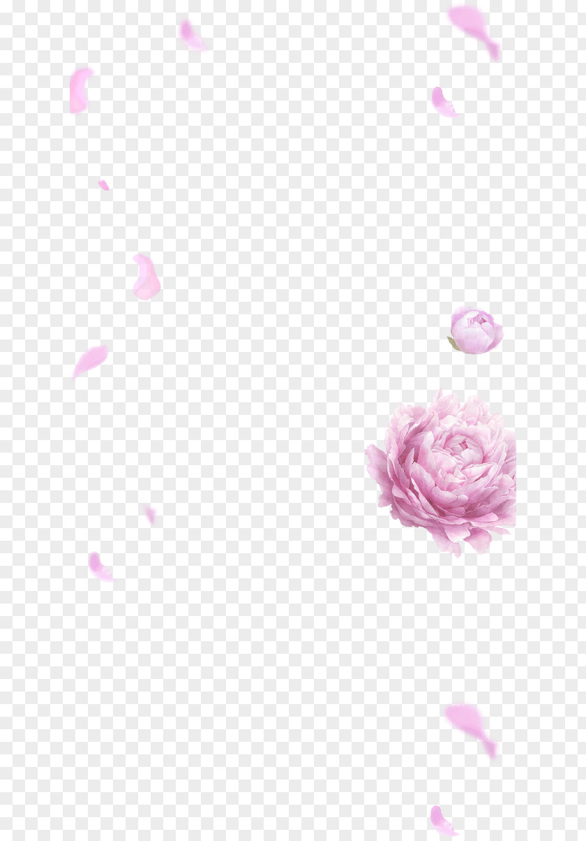 Design Rosaceae Desktop Wallpaper PNG