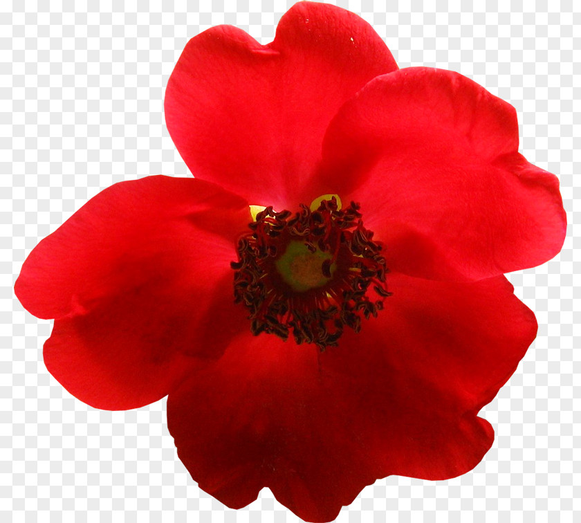 Flower Red Yandex Search Orange Yellow PNG