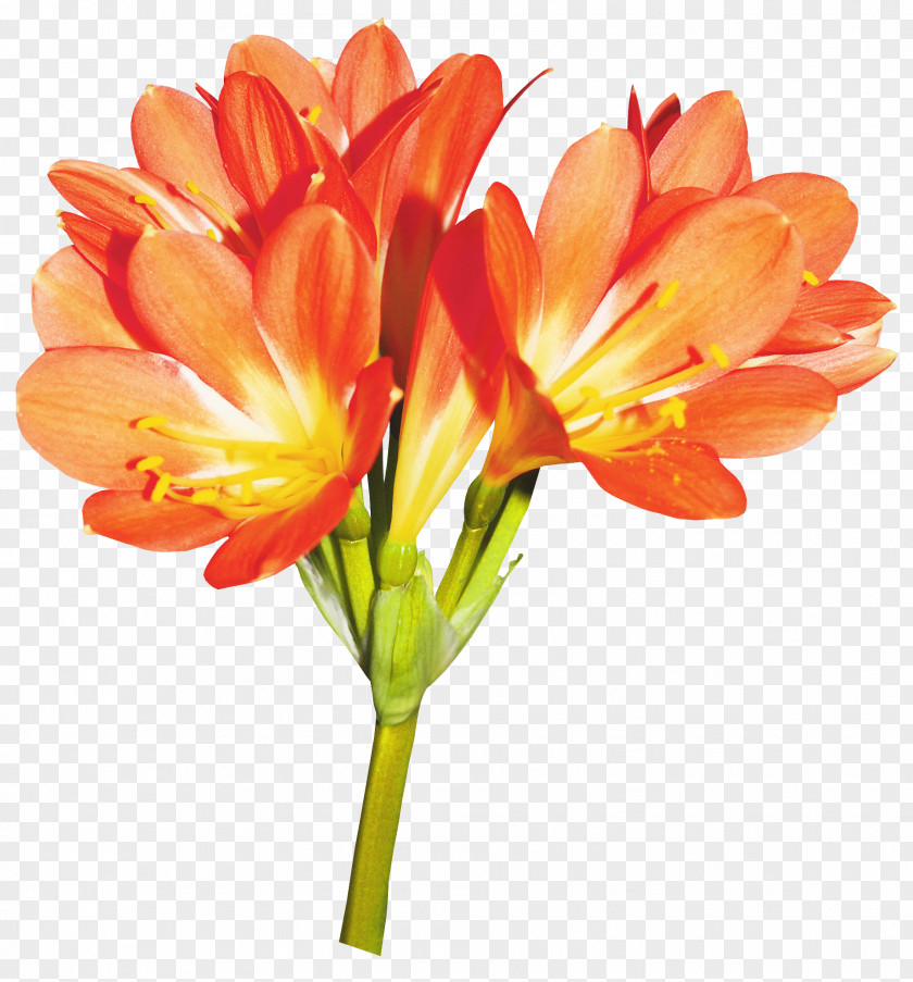 Lily Flower Lilium Clip Art PNG