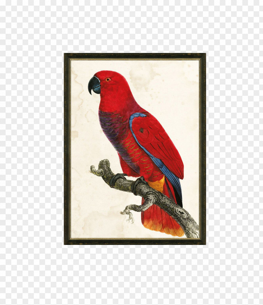 Parrot Decorative Painting Bird Macaw PNG