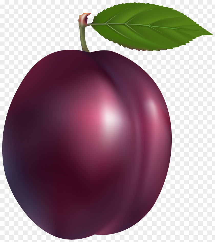 Plum Common Clip Art PNG