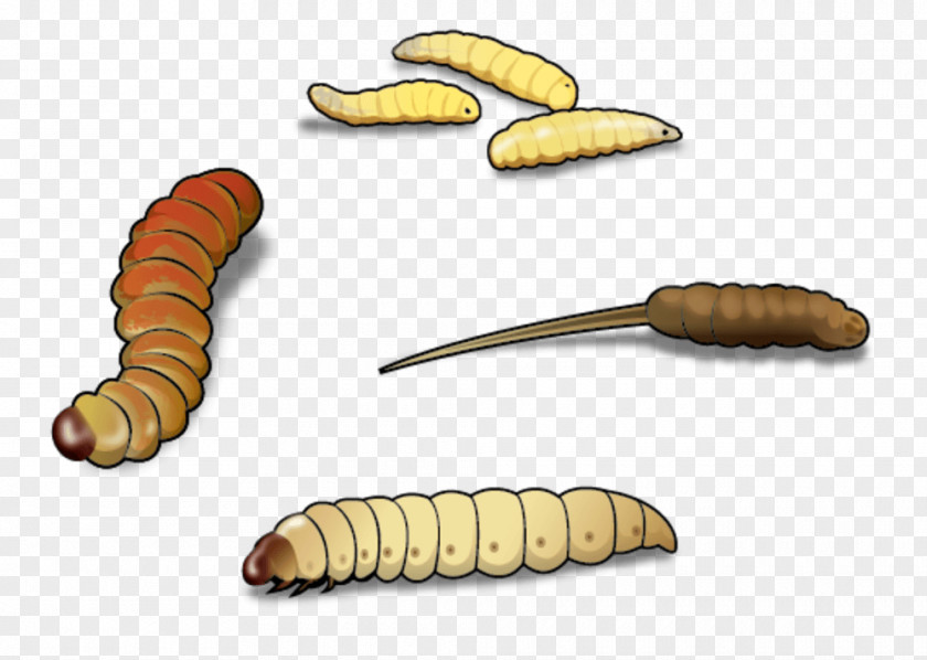 Waxworm Mealworm Clip Art PNG