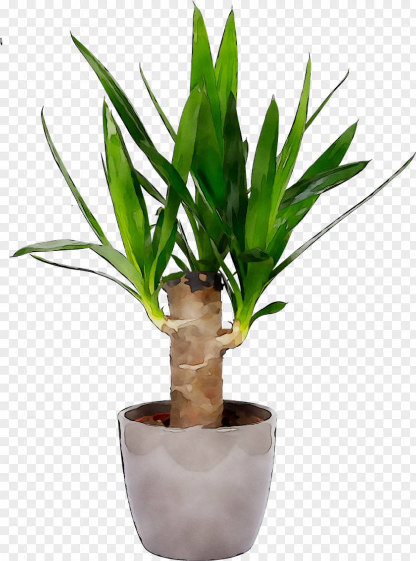 Aspidistra Elatior Houseplant Plants House Of Silk Flowers Succulent Plant PNG