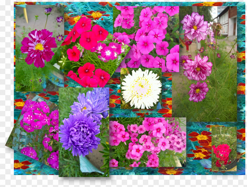 Flower Floral Design Cut Flowers Garden Cosmos PNG