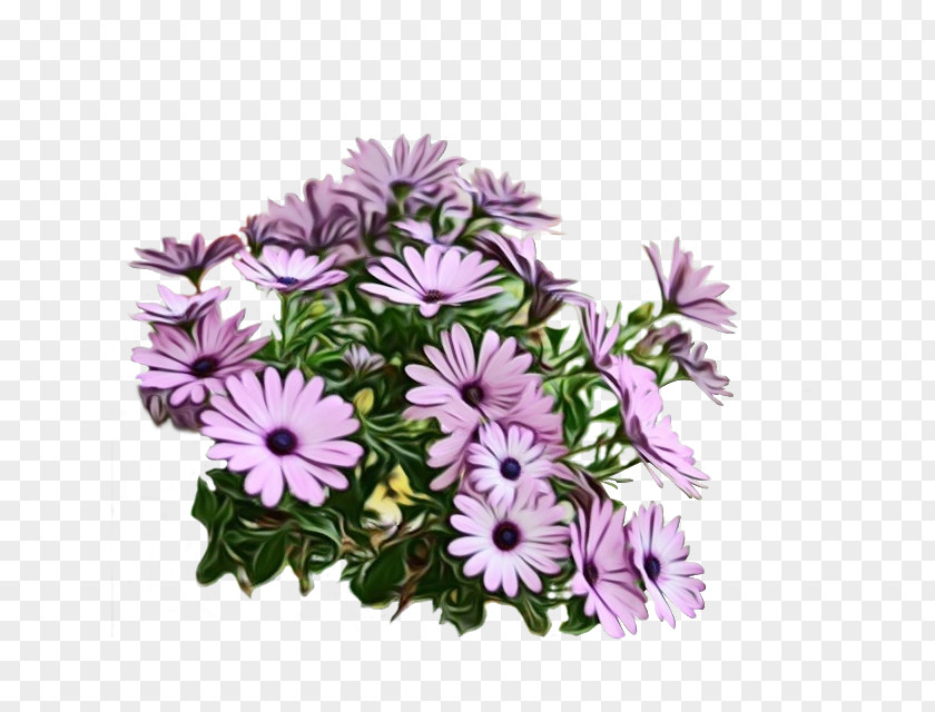 Flower Plant African Daisy Purple Lilac PNG