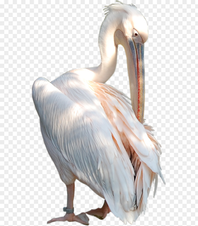 Bird Pelican Beak Neck Feather PNG