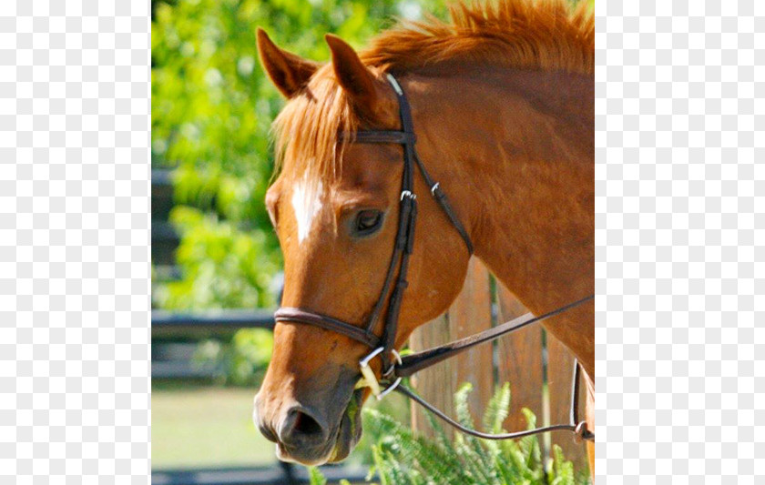 Horse Footprint Gelding Thoroughbred Stallion Mare Halter PNG