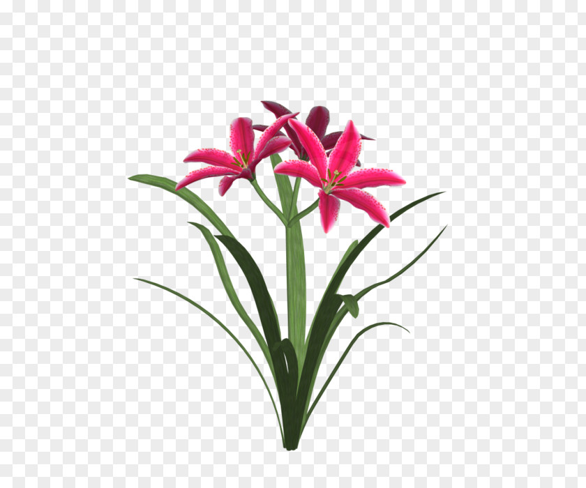 Lilie Amaryllis Jersey Lily Cut Flowers Flowerpot Floristry PNG