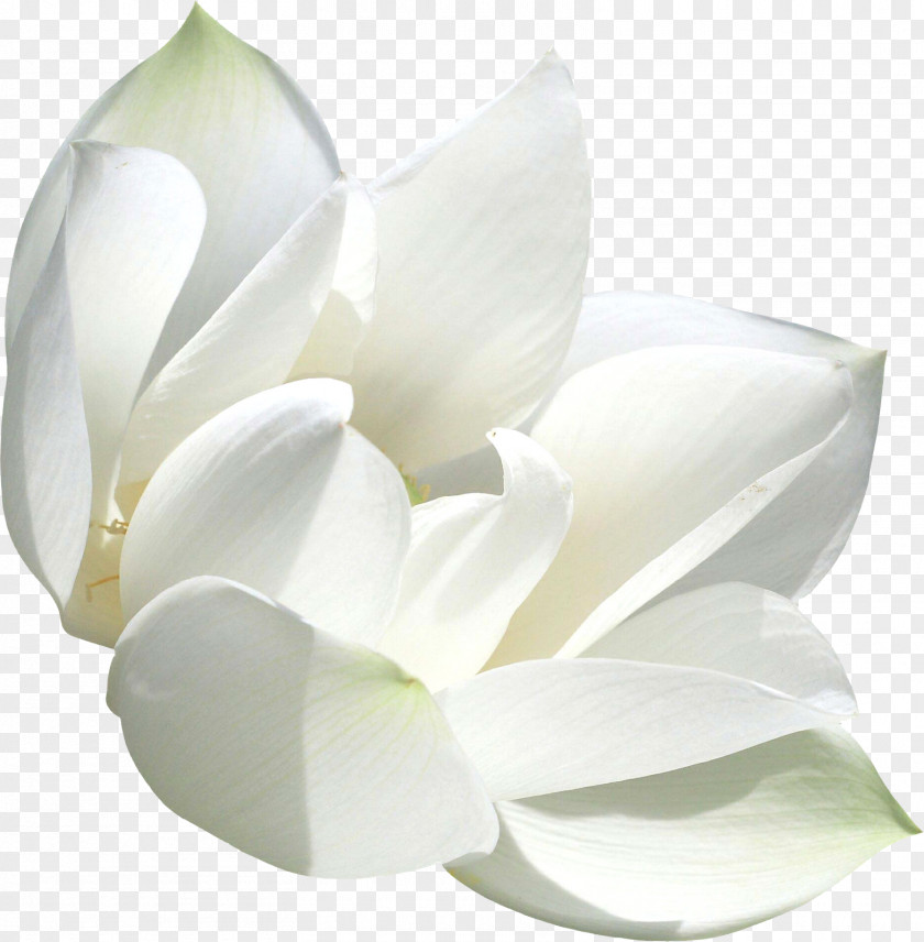 Lilly White Color .de PNG