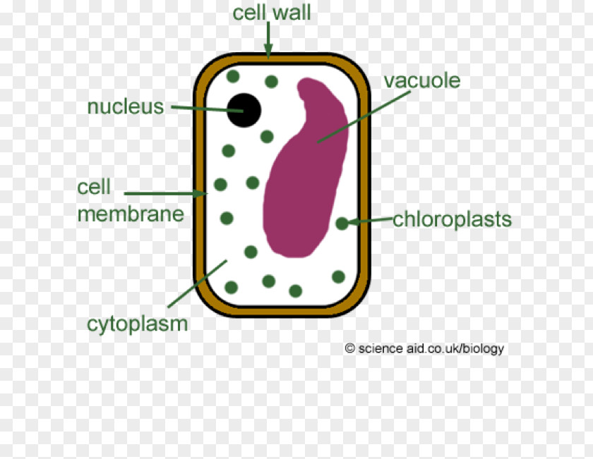 Plants Plant Cell Diagram Wall PNG