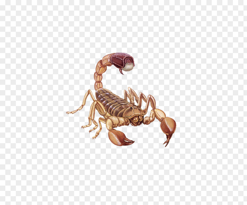 Scorpion Material PNG