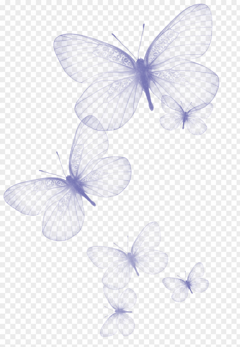 Transparent Butterfly Clipart Picture Clip Art PNG