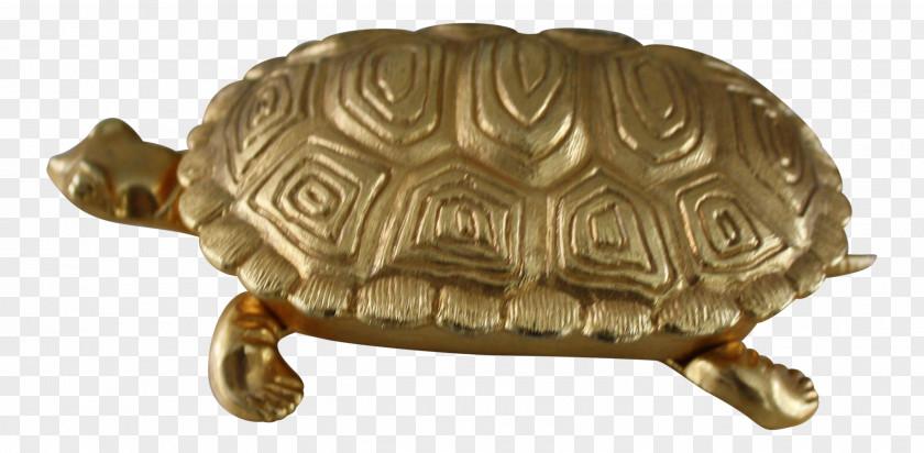 Turtle Box Turtles Tortoise 01504 Terrestrial Animal PNG