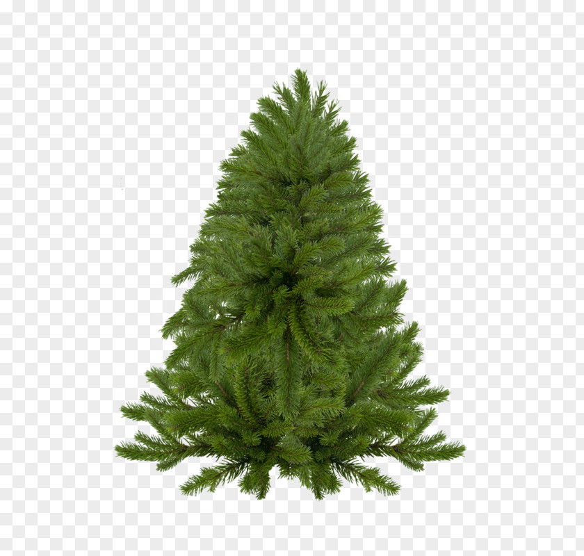 Arboles Spruce Christmas Tree New Year Paintbrush PNG