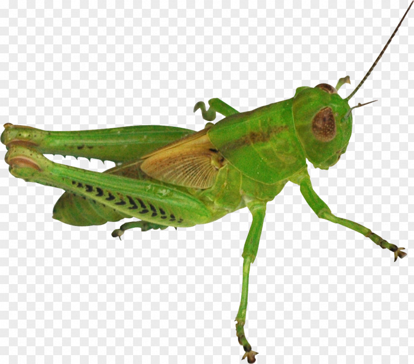 Grasshopper Cricket Insect Omocestus Viridulus PNG