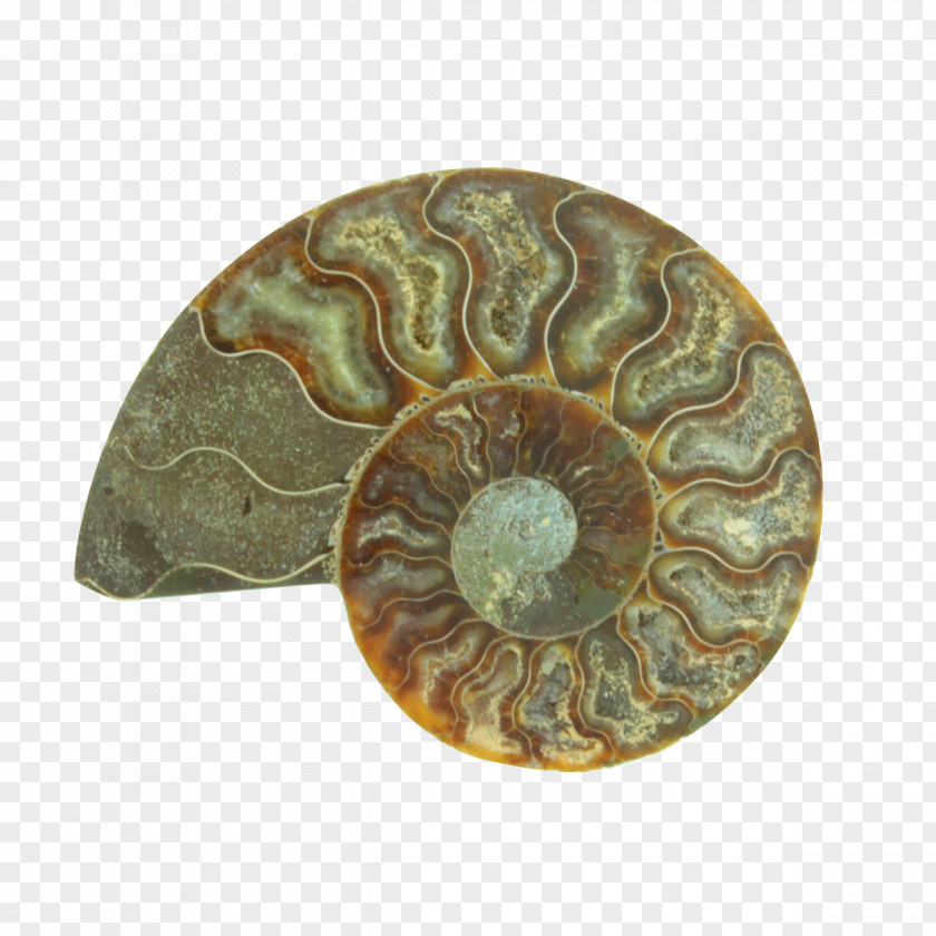 Nautiluses PNG