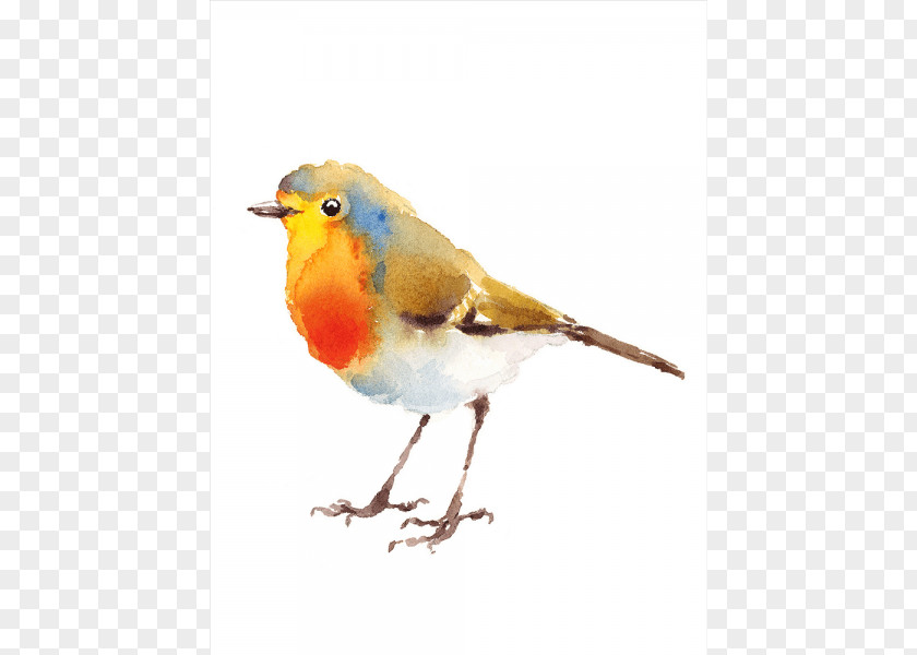 Bird European Robin Illustration Watercolor Painting Drawing PNG