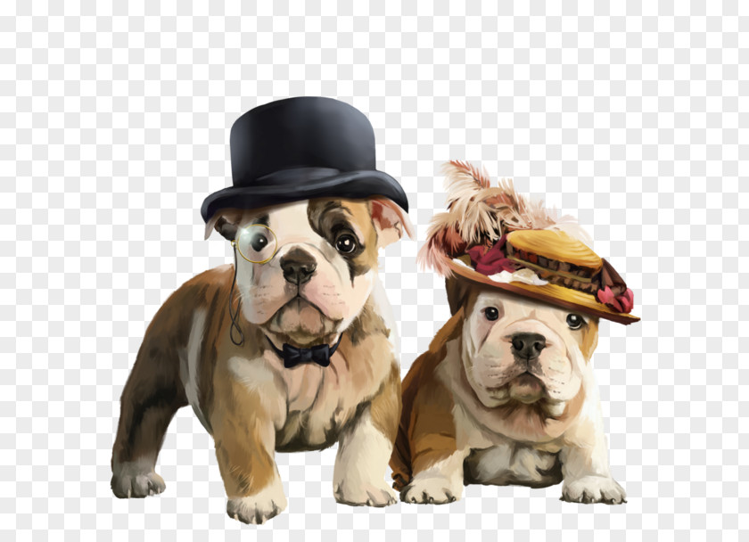 Bulldog Ingles French Toy Dorset Olde Tyme Bulldogge Puppy PNG