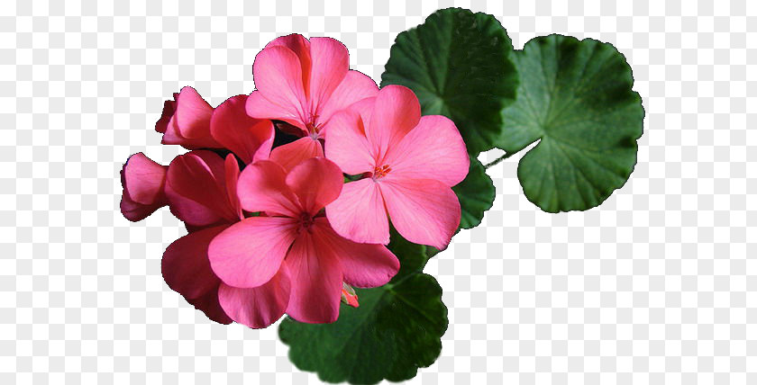 Cranesbill Clip Art Geraniums Image Plants PNG