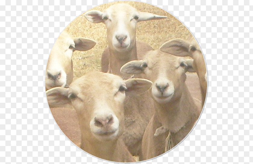 Goat Dorper Pelibuey Sheep Santa Inês Caprinae PNG