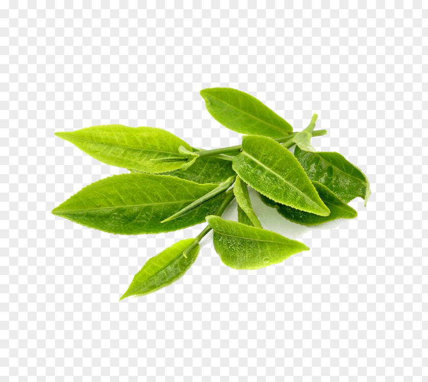 Green Tea Transparent Leaf Herb Extract PNG