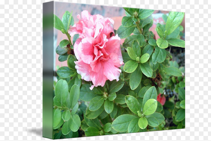 Rhododendron Azalea Pink M Groundcover RTV PNG