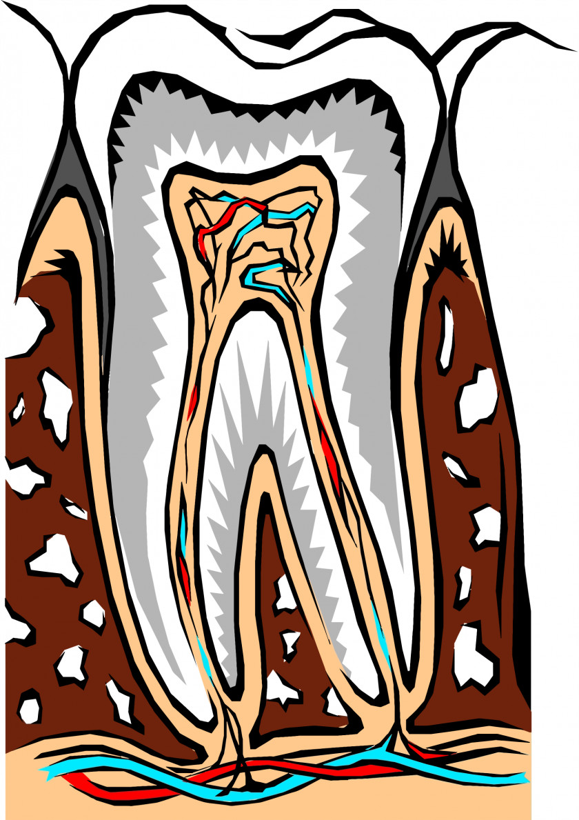 Tooth Cosmetic Dentistry Human Root Canal PNG