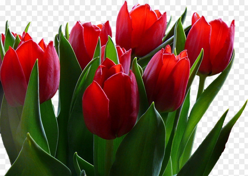Tulip Flower Desktop Wallpaper 720p 1080p PNG
