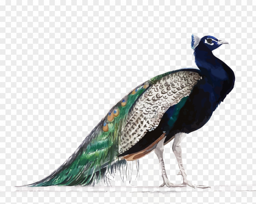 Vector Peacock The Peafowl Of World Bird Painting PNG