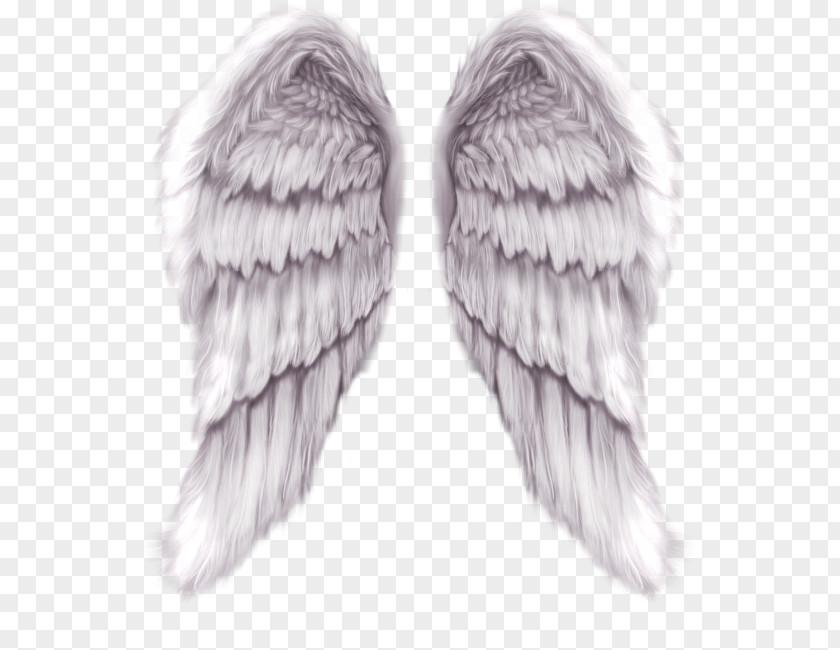 Wings Decorative Pattern 8825 Desktop Wallpapers Wing Angel Color PNG