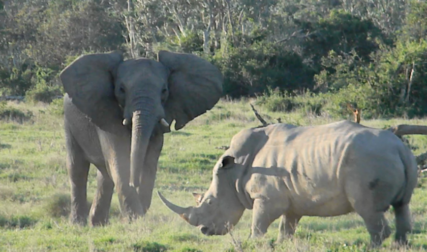 Rhino African Bush Elephant Nature Park Rhinoceros Hippopotamus PNG