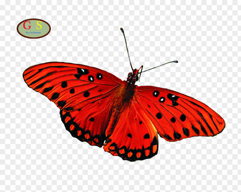 Butterfly Greta Oto Desktop Wallpaper Aglais Io PNG