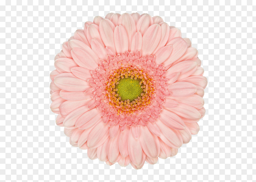 Chrysanthemum Transvaal Daisy Cut Flowers Assortment Strategies Naver Blog PNG