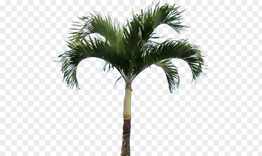 Fruit Terrestrial Plant Palm Oil Tree PNG