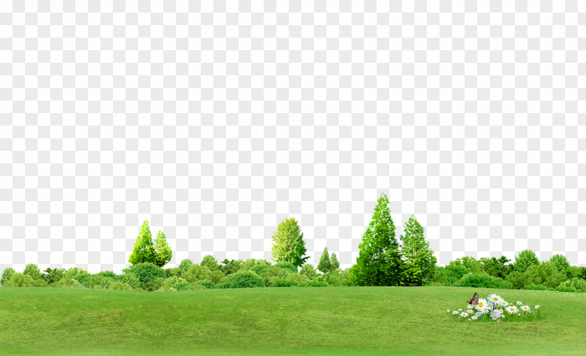 Trees Background Chroma Key Tree Computer File PNG