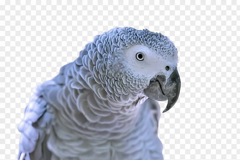 Wildlife Macaw Bird African Grey Parakeet Parrot Beak PNG