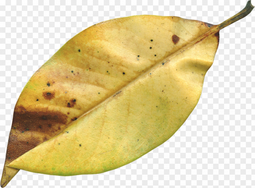 Autumn Leaf Image File Formats PNG
