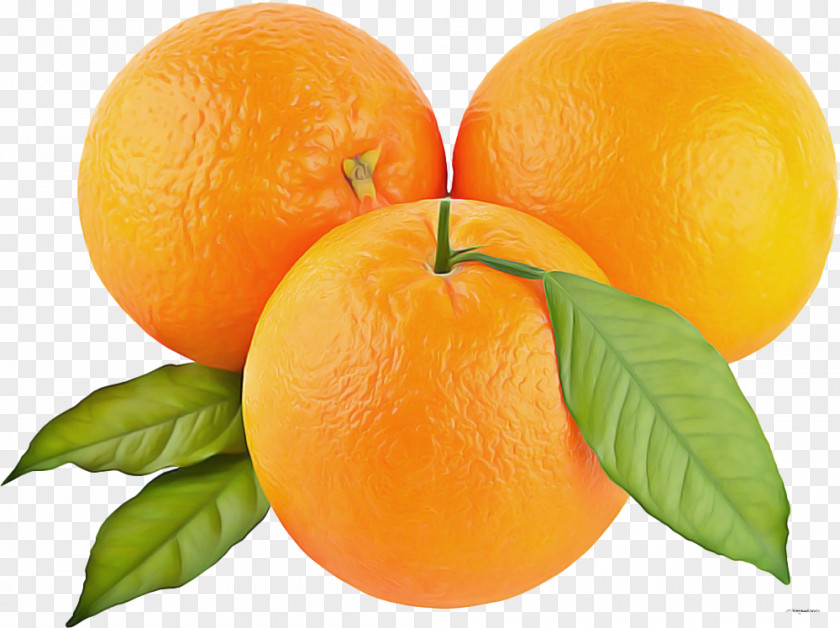 Mandarin Orange Rangpur PNG