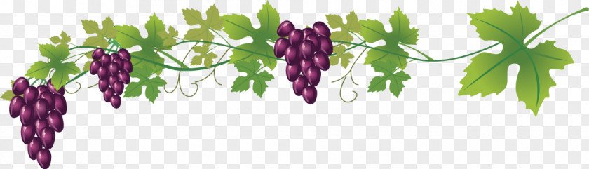 Vector Creative Design Diagram Small Grape Fruit Wine Common Vine Royalty-free Clip Art PNG