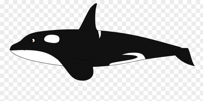 Dolphin Killer Whale Cetacea Baleen Clip Art PNG