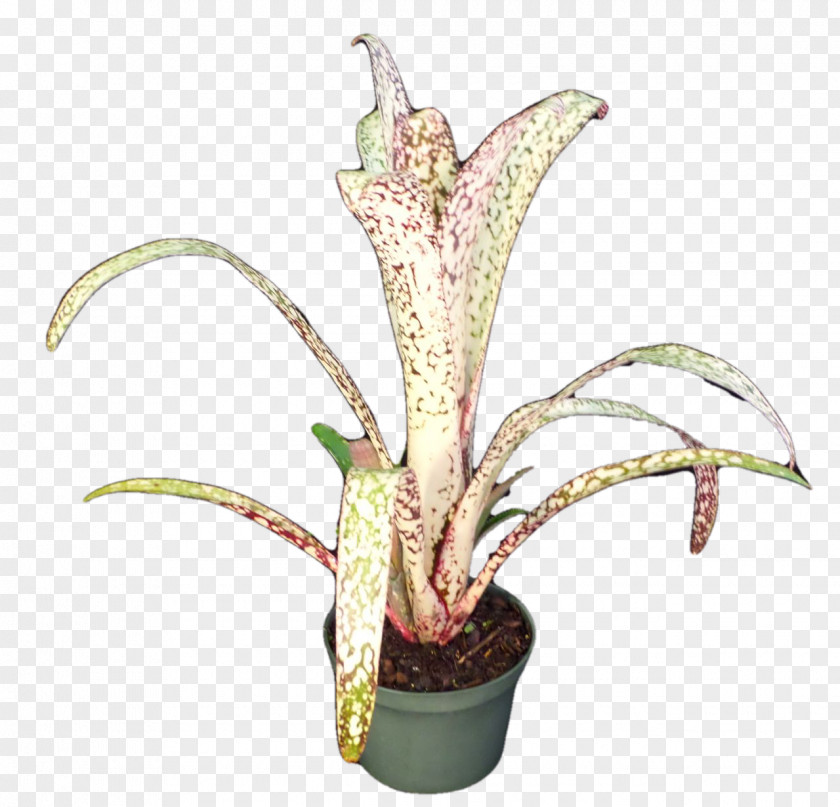 Flower Flowerpot Houseplant Plant Stem PNG