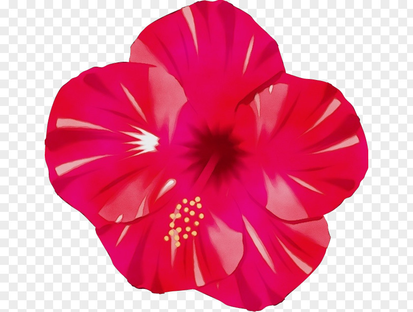 Magenta Morning Glory Petal Pink Hawaiian Hibiscus Red Flower PNG