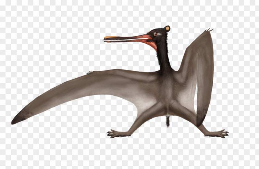 Pterosaur Cathayopterus Ctenochasma Feilongus Pterodaustro Nemicolopterus PNG