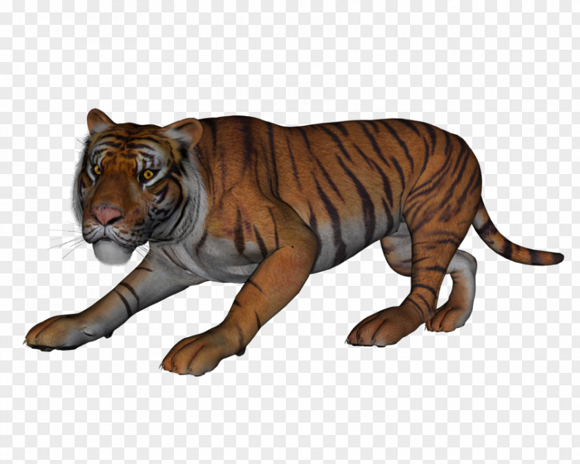 Tiger Lion Fauna Wildlife Terrestrial Animal PNG