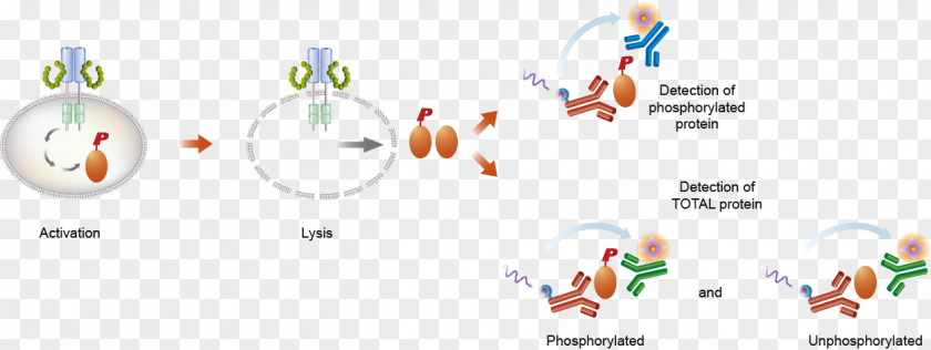 Assay Lysis Cell ELISA AMP-activated Protein Kinase PNG